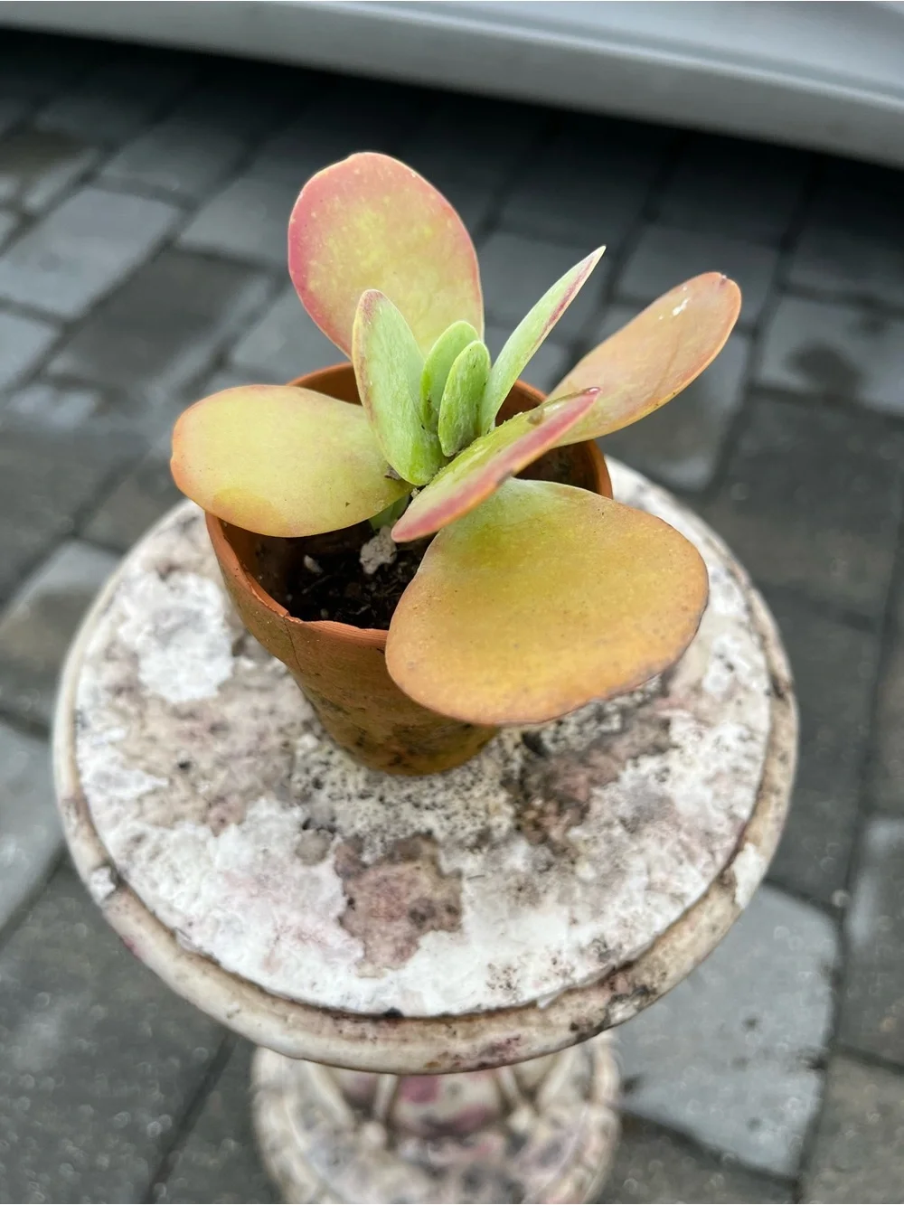 Flap Jack Potted Succulent